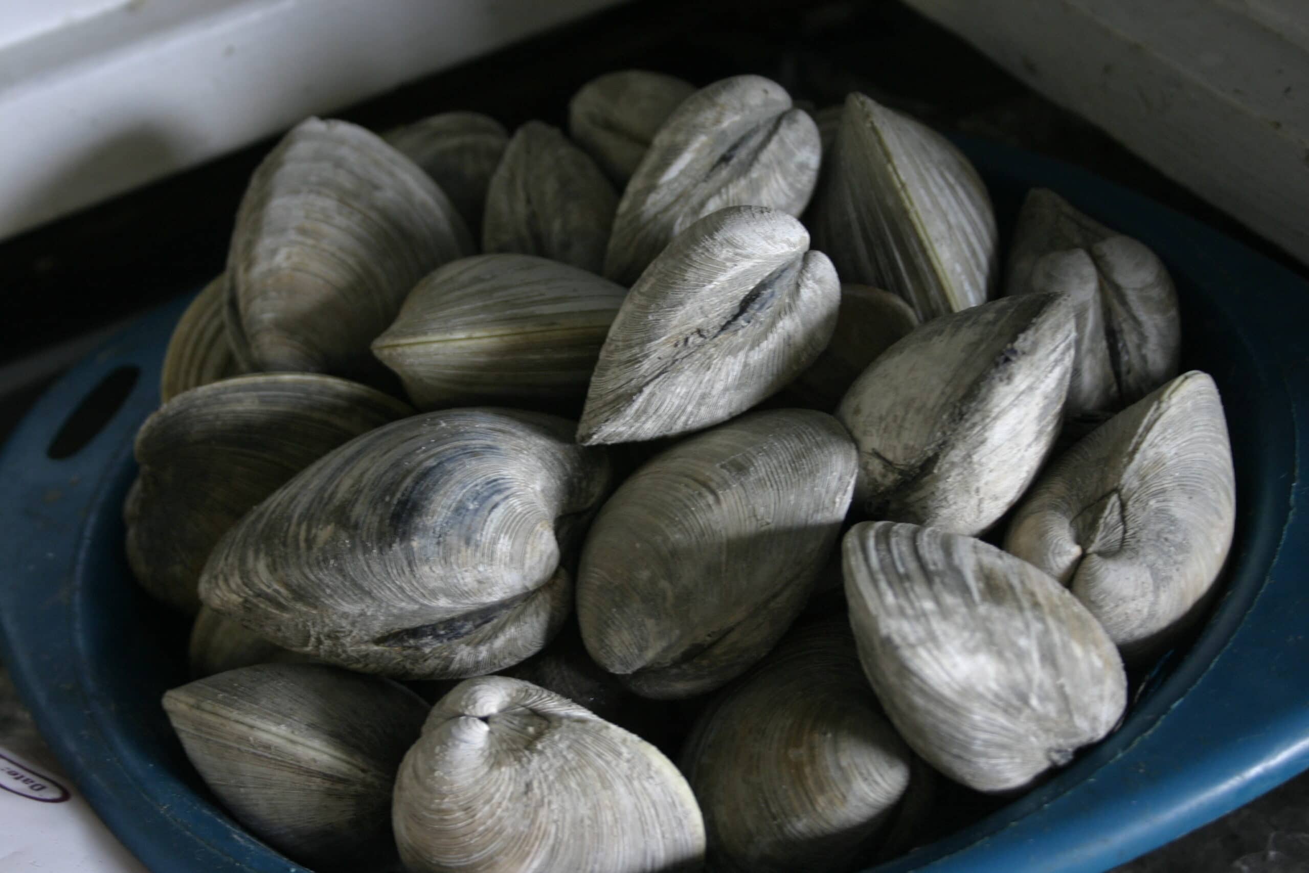 A bowl filled with various gray clams.