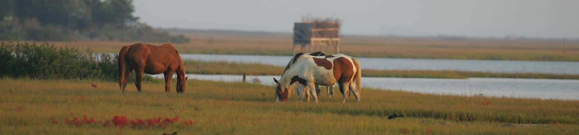 A group of horses graze in a lush marshland near a tranquil body of water.