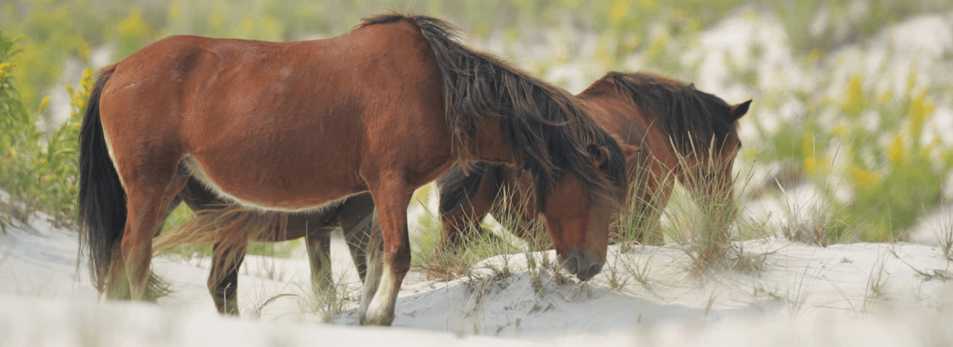 Two brown horses grazing in a sandy area surrounded by green grass and yellow flowers.