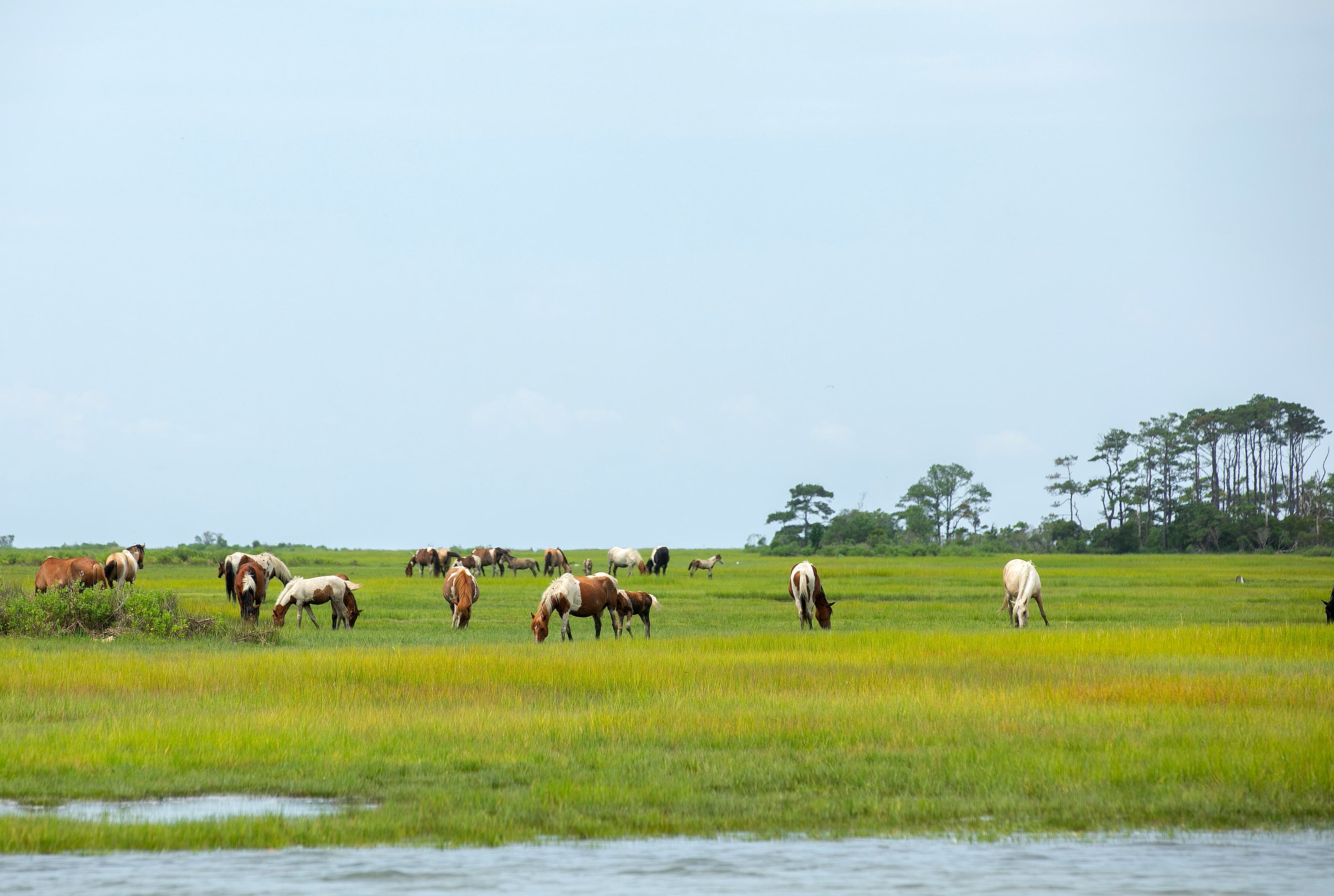 Wild Chincoteague ponies grazing at Black Duck Marsh, along Beach Road in the Chincoteague National Wildlife Refuge.