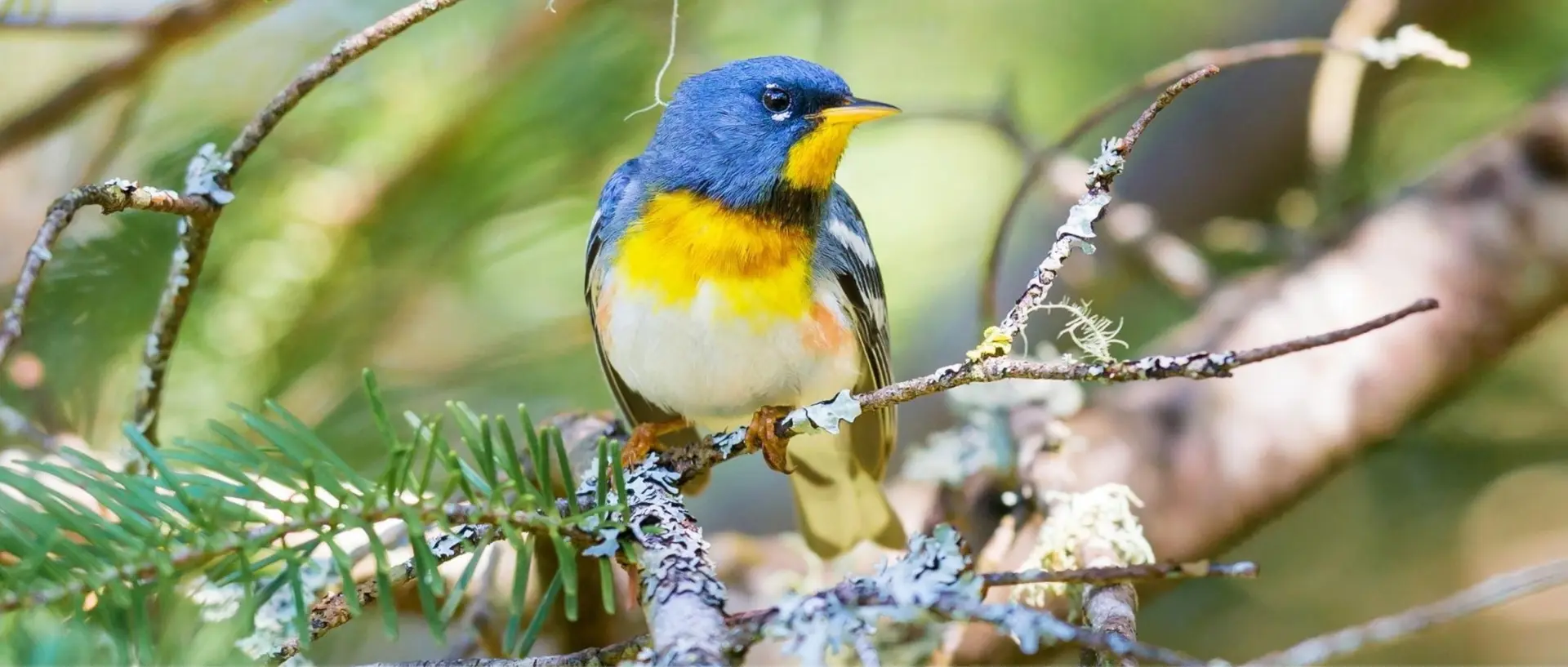 A blue and yellow bird perched on a branch among green foliage.