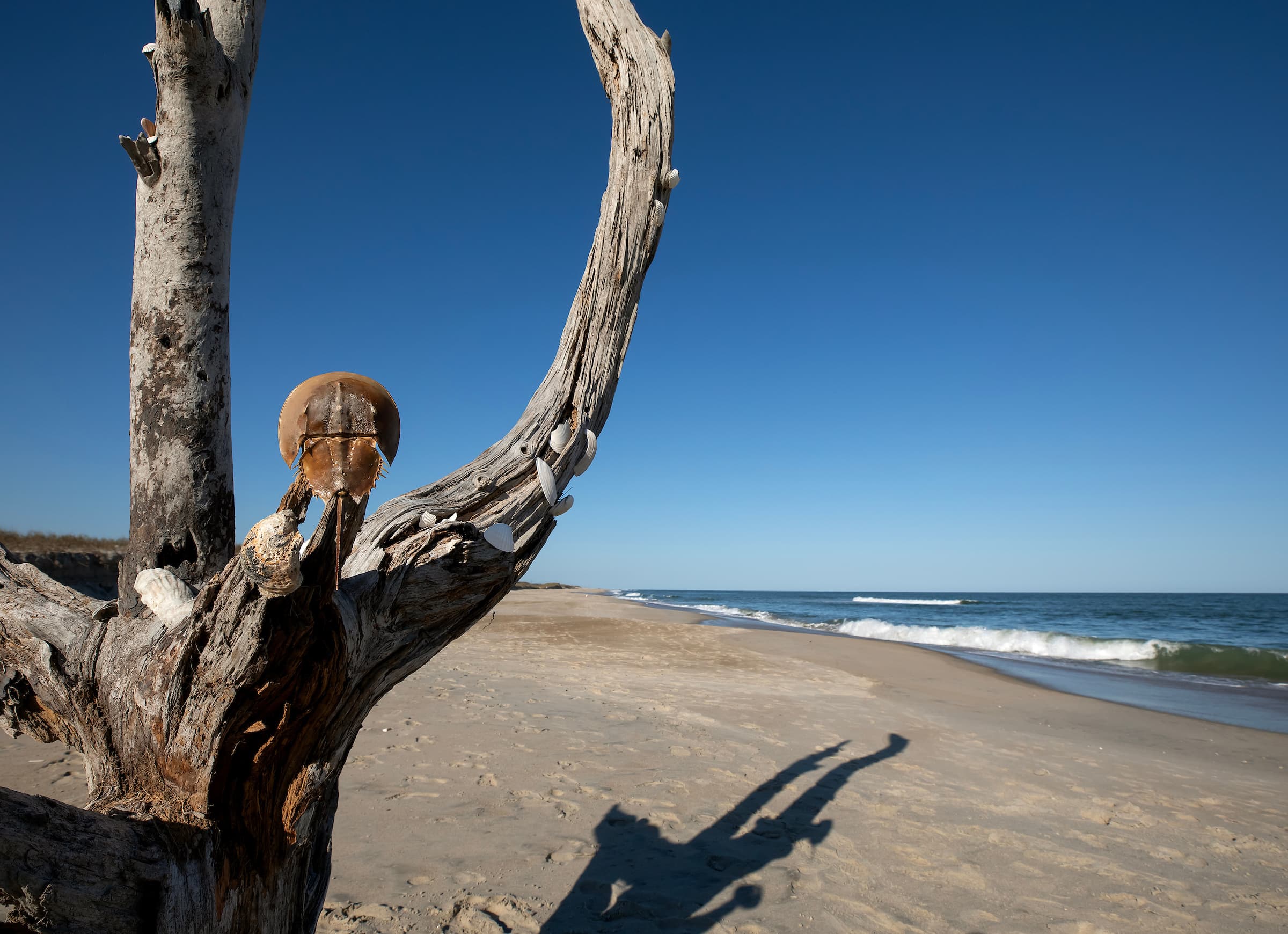 A weathered tree trunk on the beach at Assateague Island, with a horseshoe crab shell caught in the fork and empty surf running down the shore.