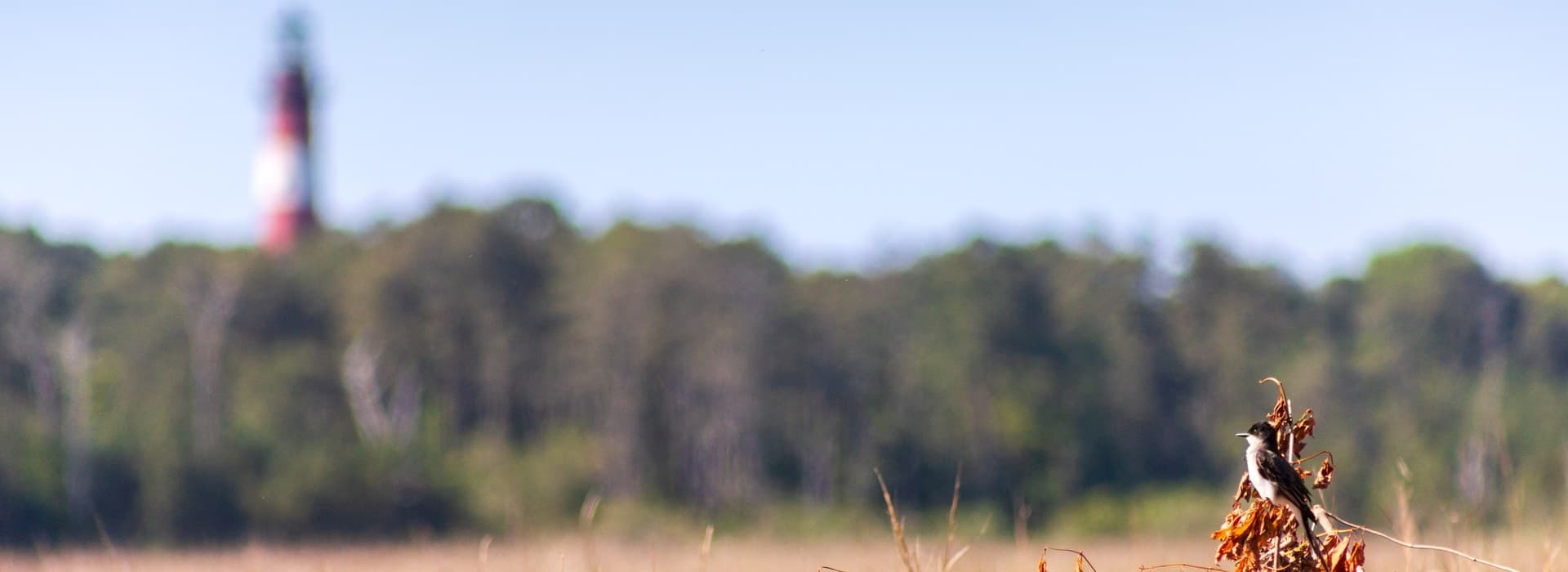 A bird perches on a dried plant with a distant lighthouse and trees in the background.