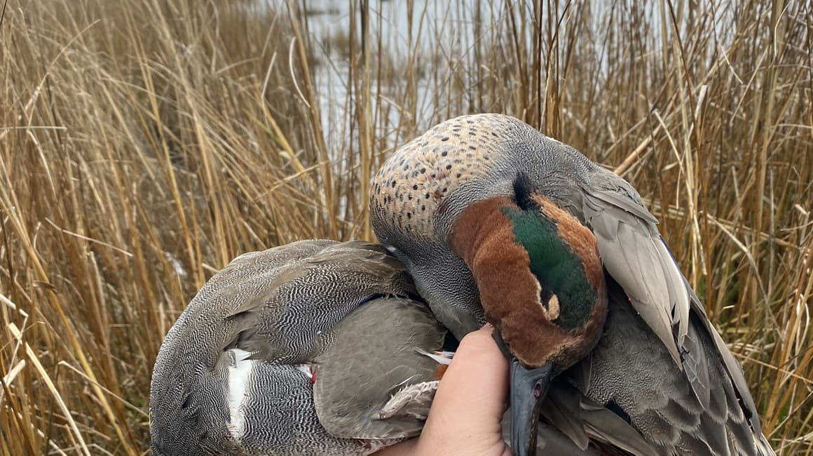 A green-winged teal held in a hand against the marsh grass on Chincoteague Island.