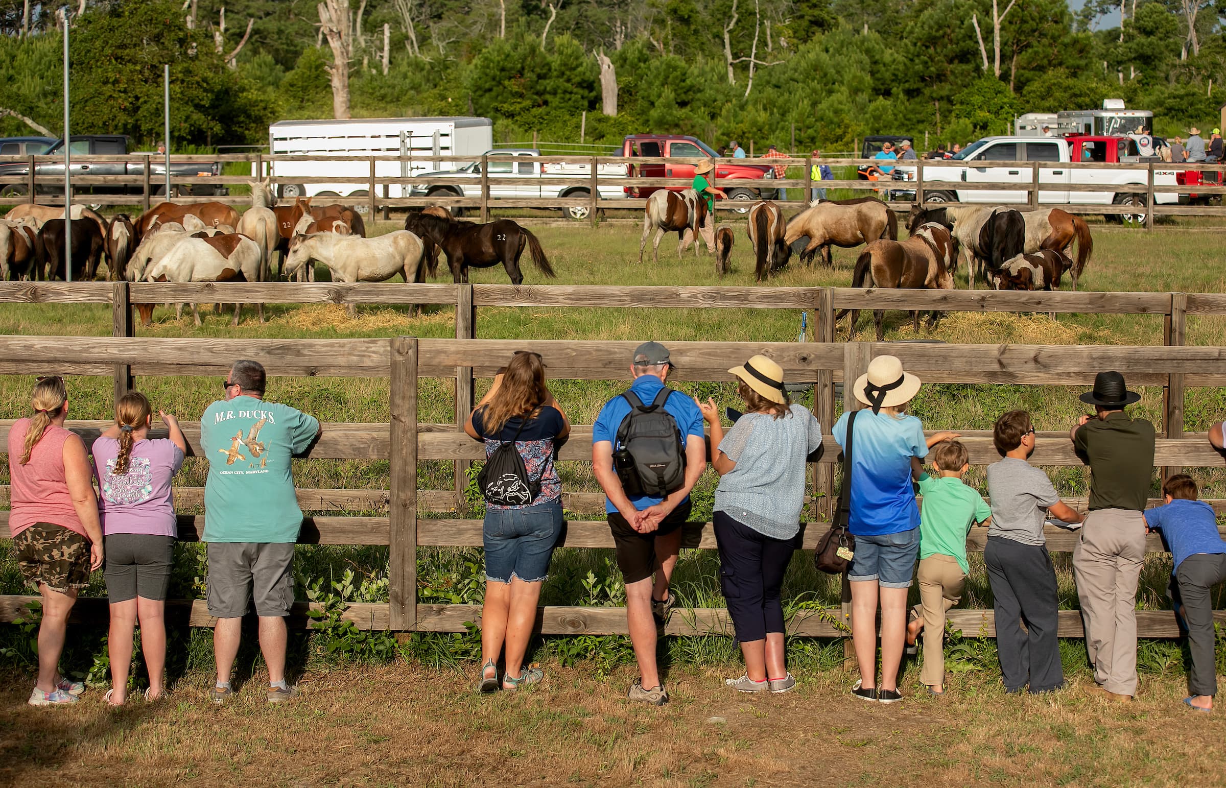 A group of people watches a herd of horses grazing behind a wooden fence.