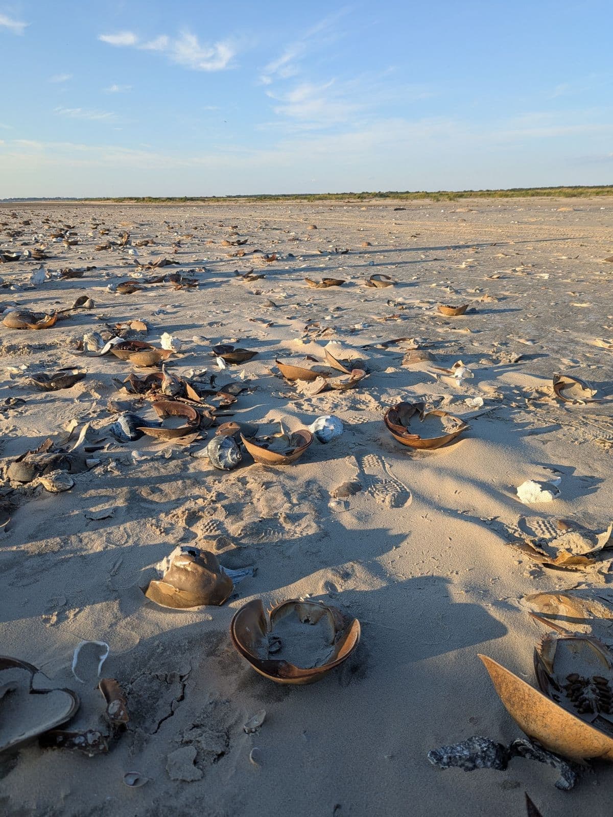 A sandy beach scattered with horseshoe crab shells under a blue sky. A sandy beach scattered with horseshoe crab shells under a blue sky.