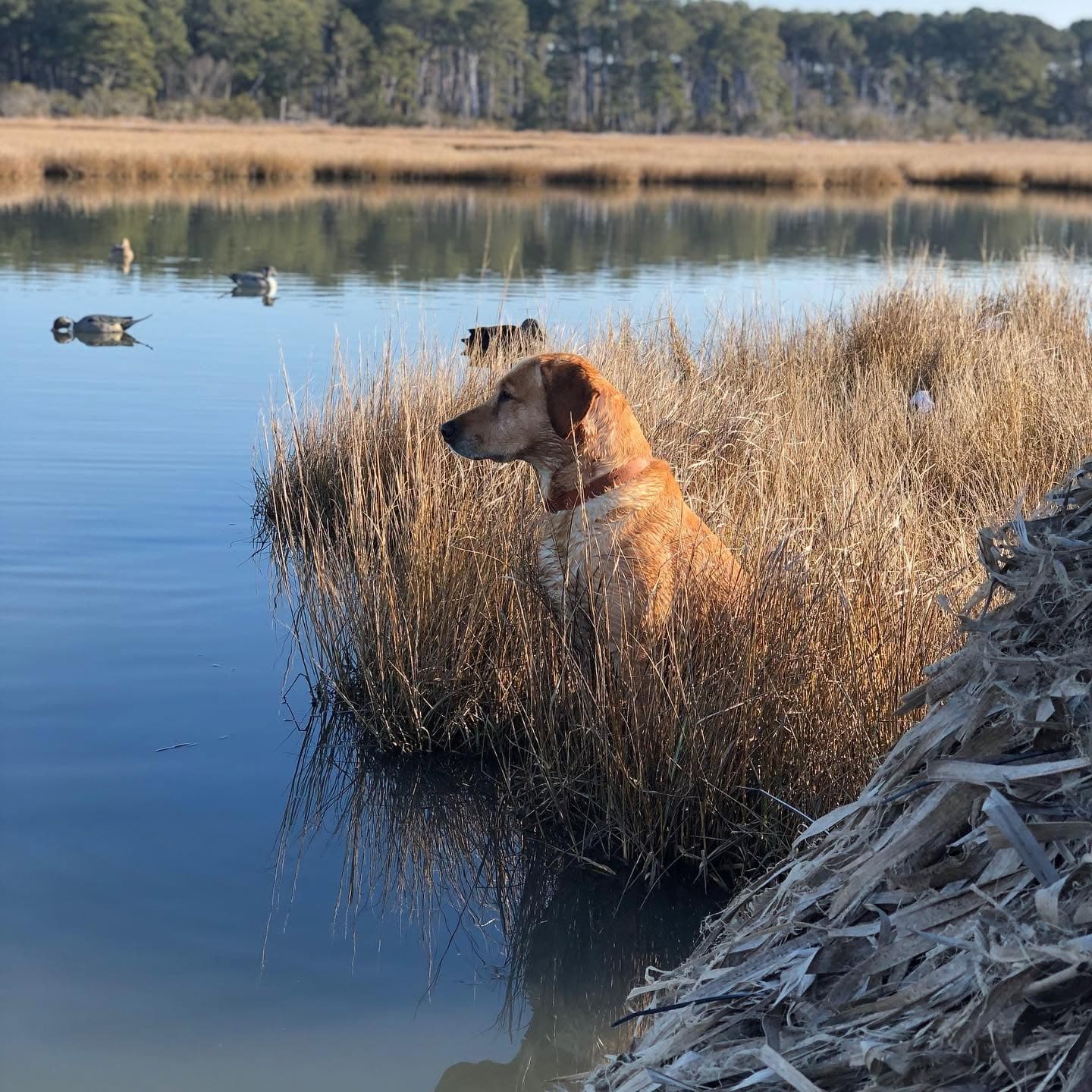 A yellow Labrador waiting in the marsh grass off Chincoteague, with a rig of decoys riding on the water behind.