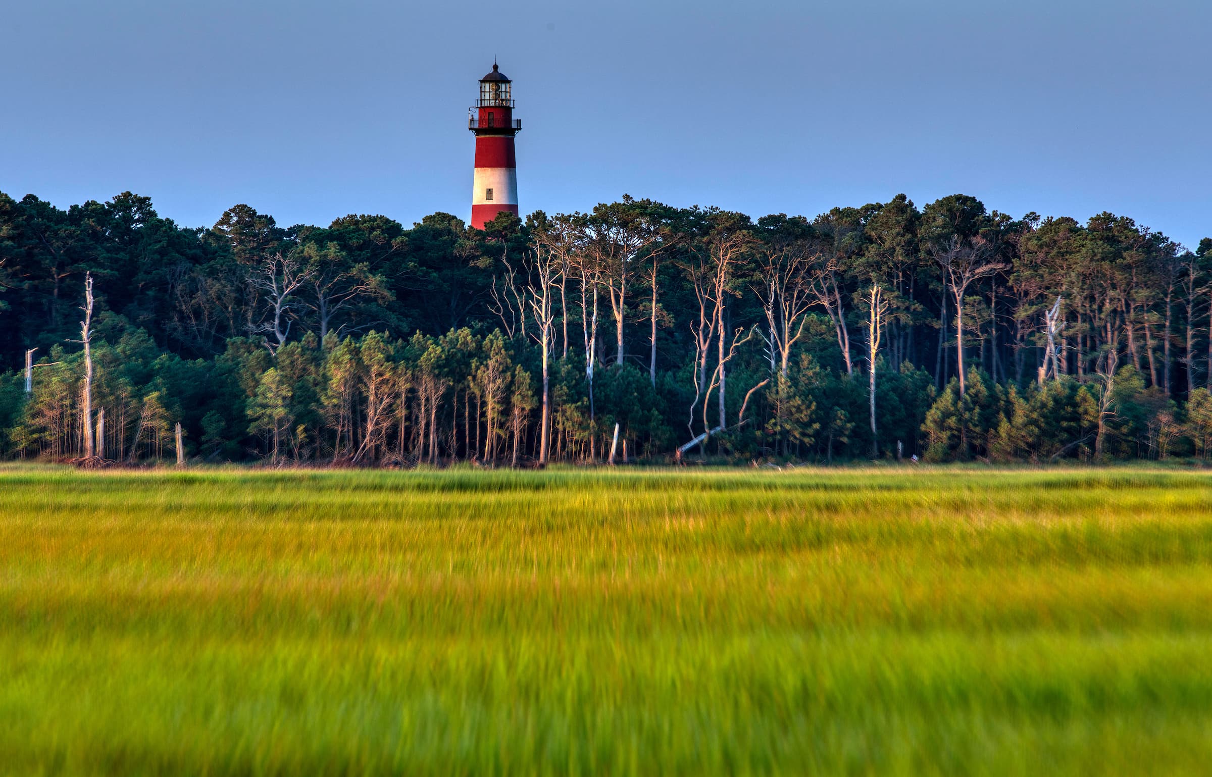A lighthouse stands tall amidst green marsh grass and a backdrop of trees. A lighthouse stands tall amidst green marsh grass and a backdrop of trees.