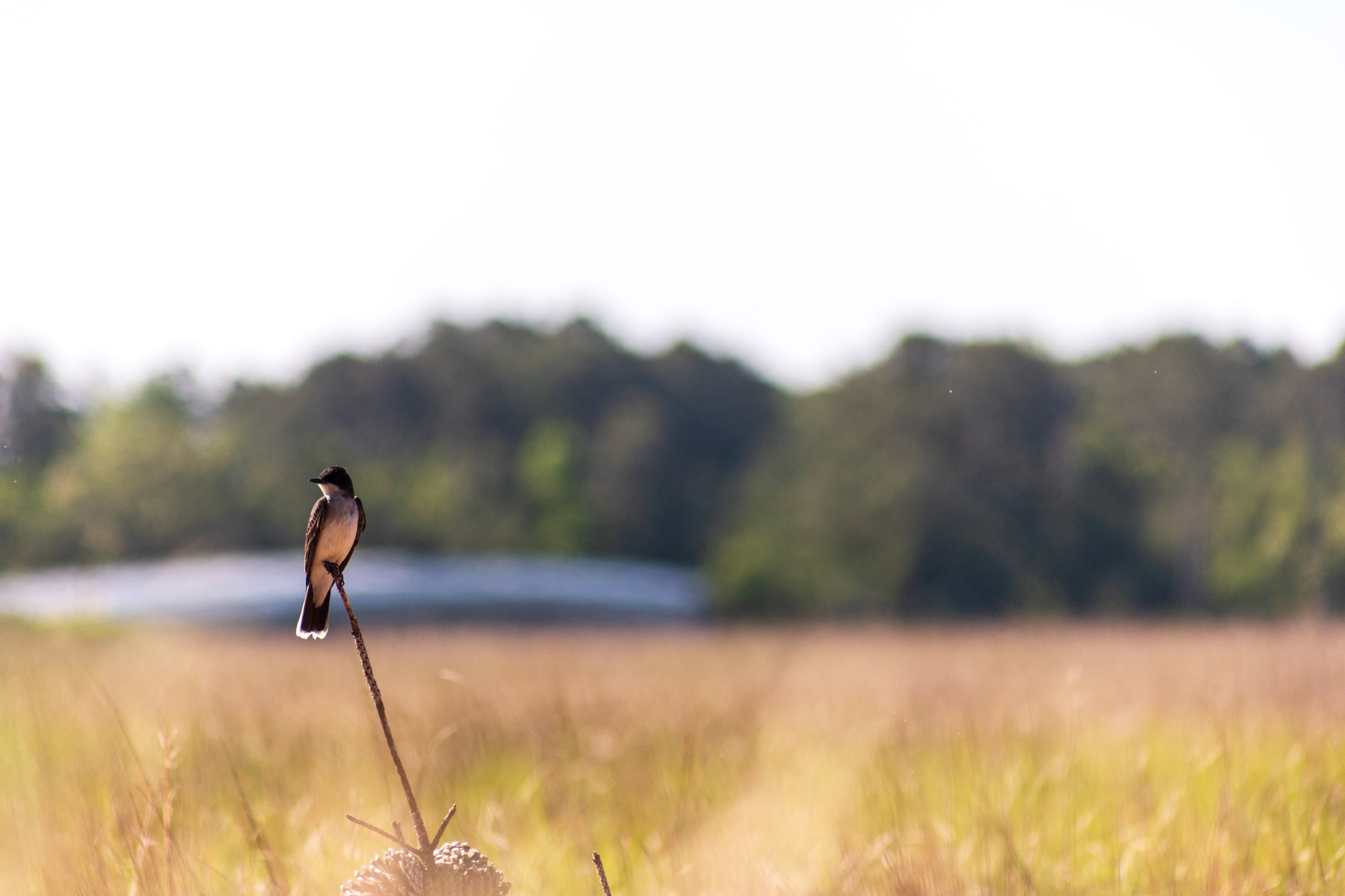 A majestic Eastern Kingbird sits atop a pine branch with the golden marsh of Chincoteague, the bridge into Chincoteague National Wildlife Refuge, and the pine forest of Assateague Island in the background.