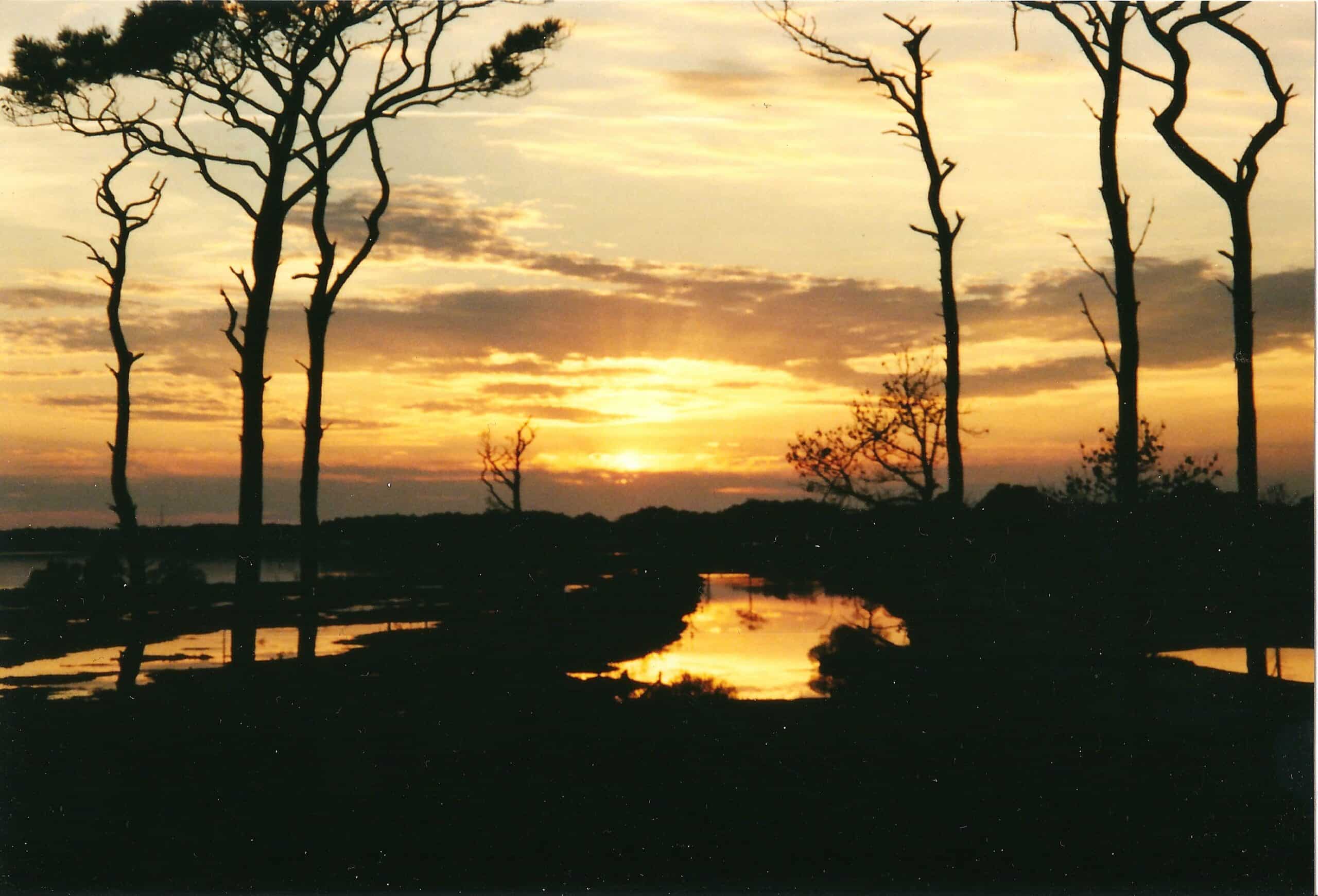 Silhouetted trees frame a vibrant sunset reflected in a calm waterway.