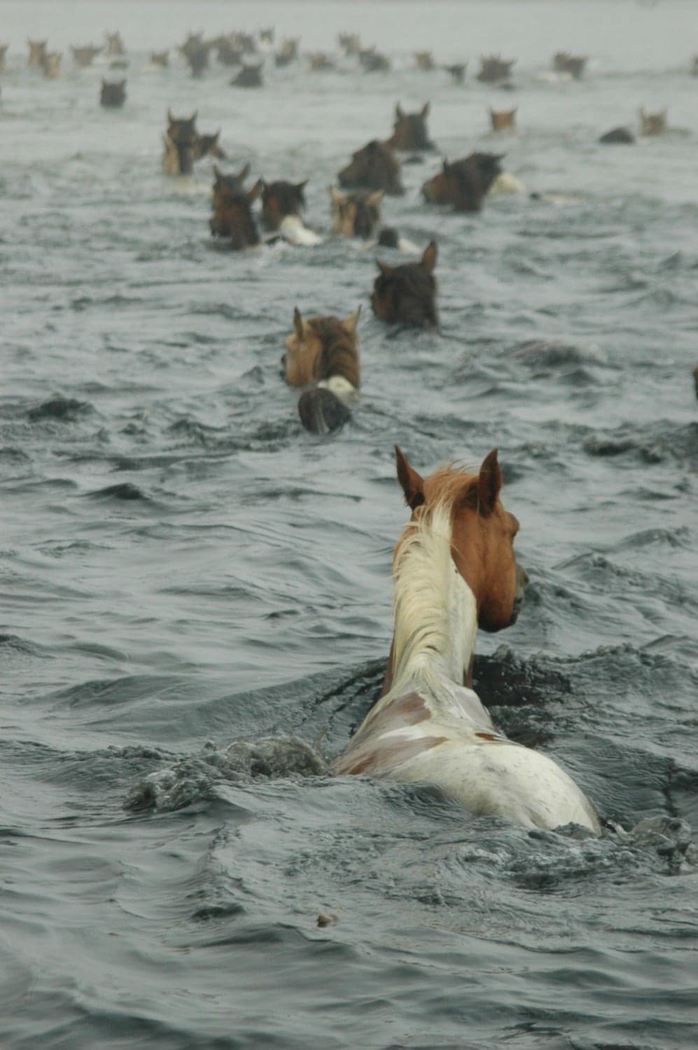 A group of horses swims through a body of water.