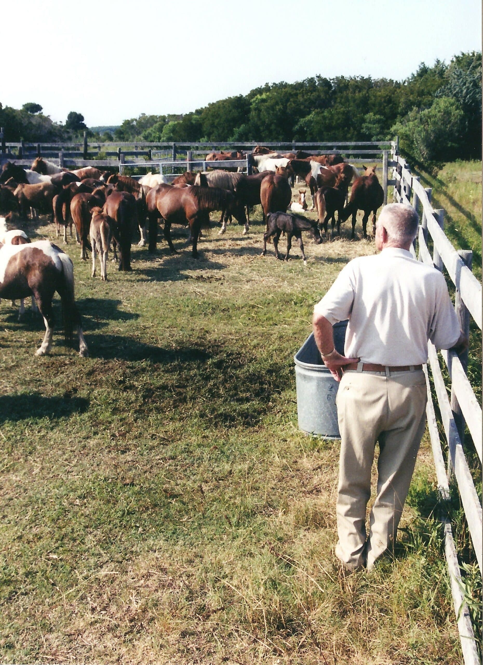 A person stands by a fence observing a herd of horses in a pasture.