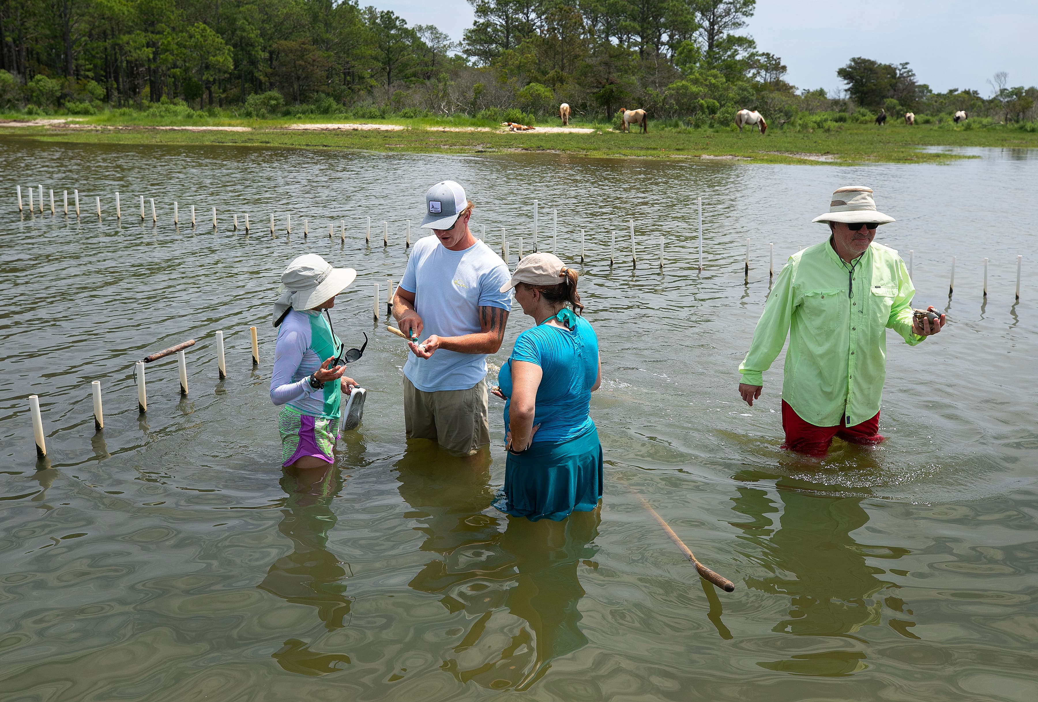 Ayden Leonard showing a family how to shuck an oyster on a Chincoteague shellfish tour, one of them holding a handful of clams, with wild ponies on the shore behind.