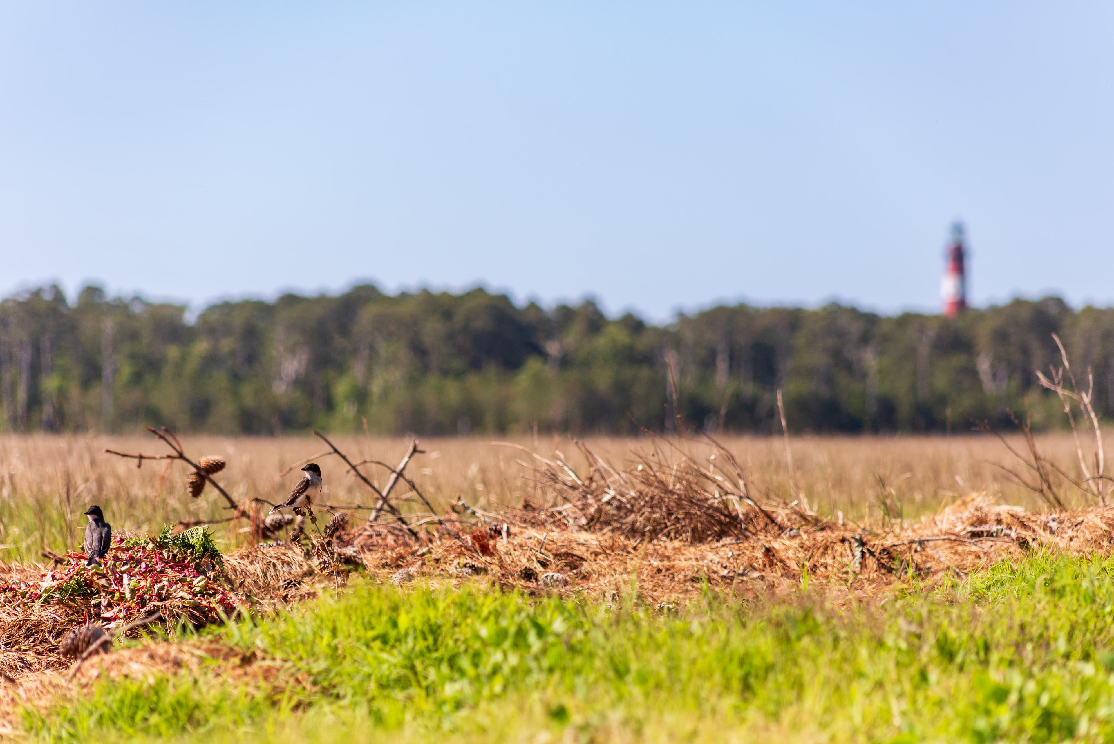 Two Eastern Kingbirds sit atop pine brush near the Refuge Inn's Marsh Overlook Platform. There is open marshland, a pine tree forest, and the Assateague Lighthouse in the background of the image.