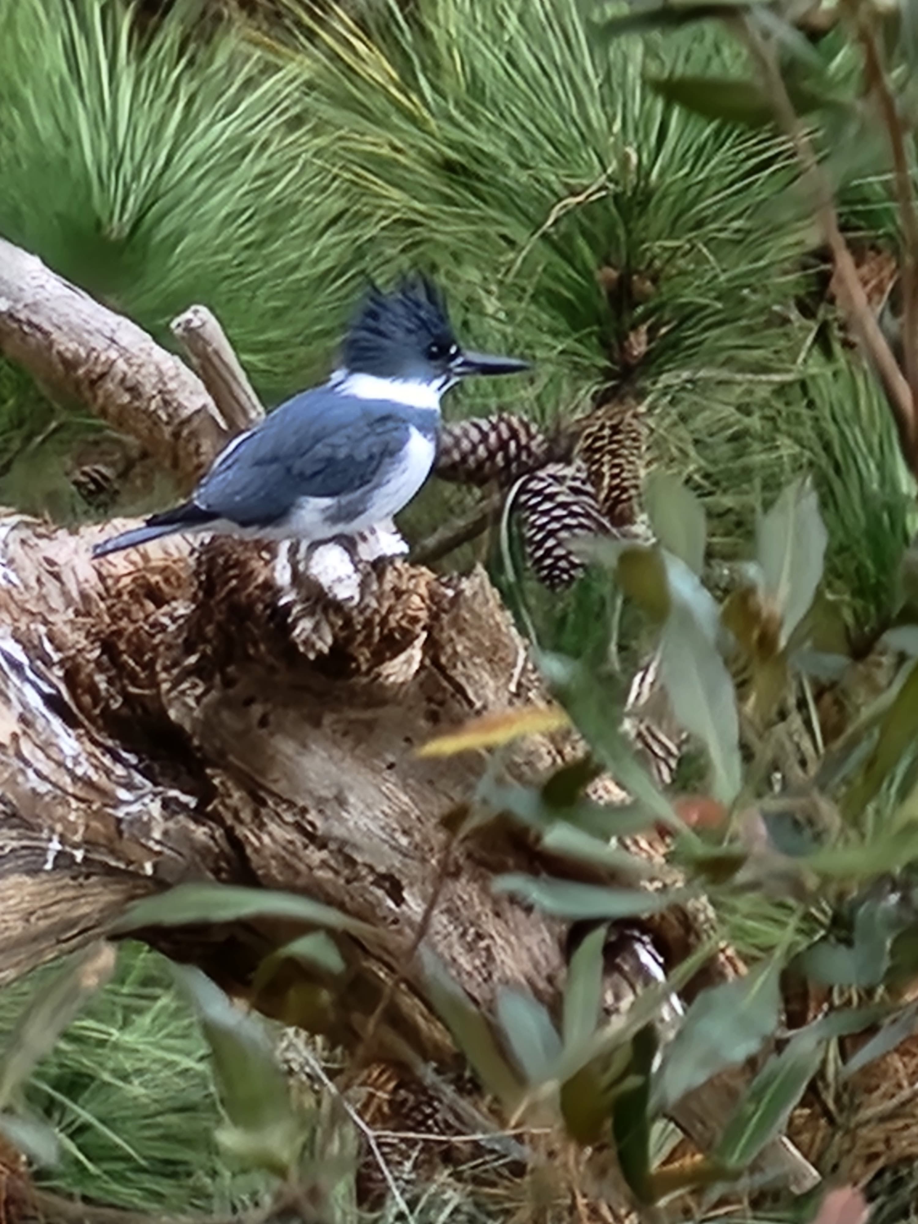 A kingfisher perched on a tree branch surrounded by pine needles.