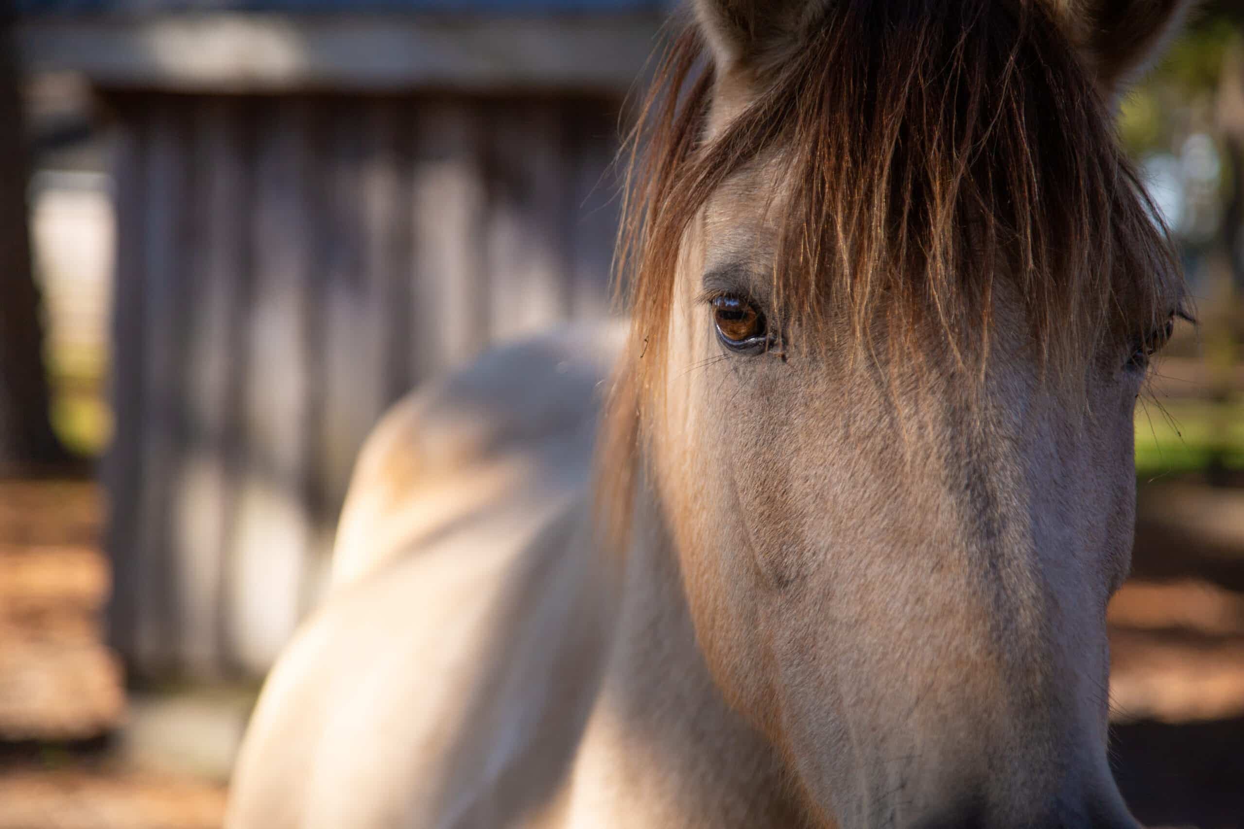 A close-up of a light-colored horse with a soft expression.