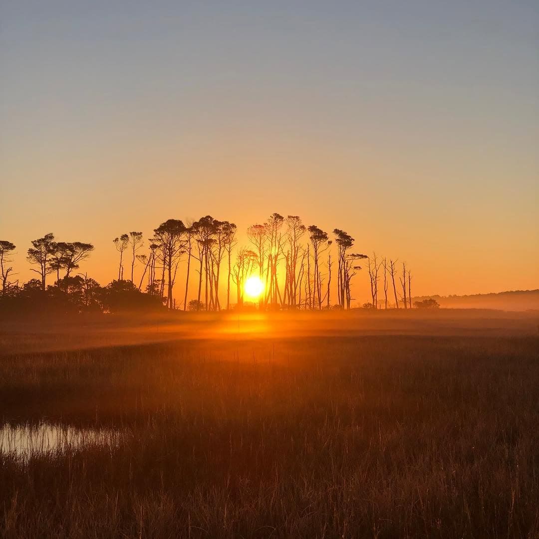 Sunrise over the marsh through the loblolly pines on Chincoteague.