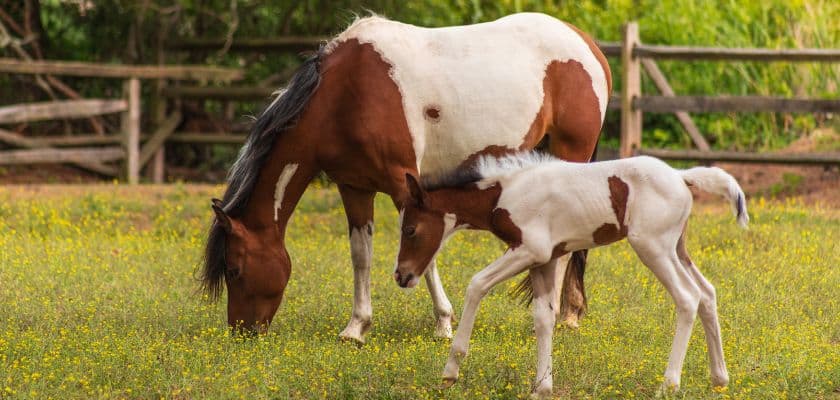 A mare and her foal graze in a field of wildflowers.
