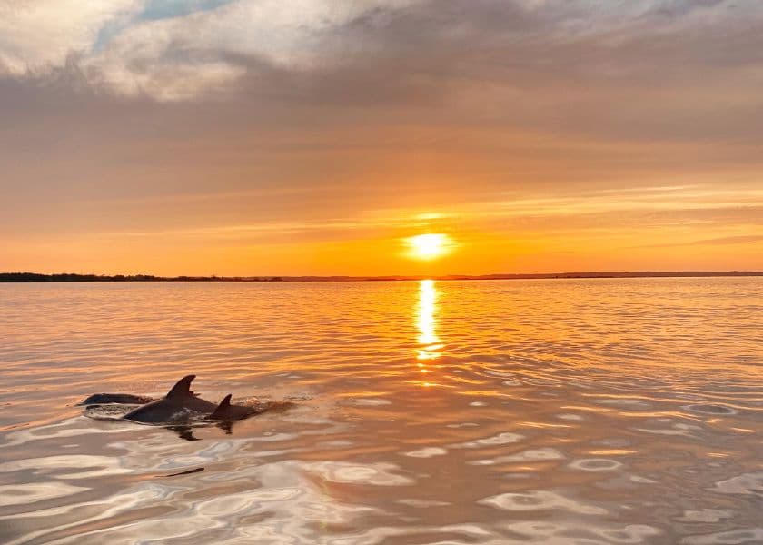 Dolphins swim in calm waters during a vibrant sunset. Dolphins swim in calm waters during a vibrant sunset.