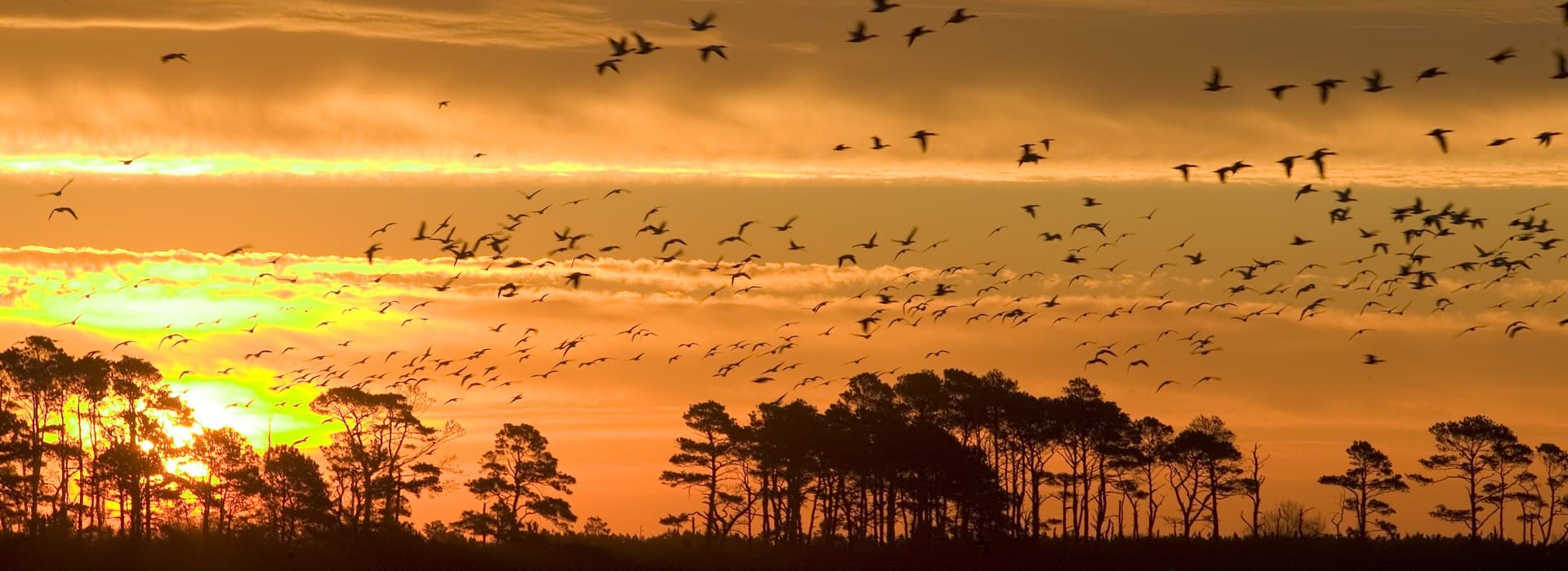 A dramatic sunset illuminates a flock of birds flying over silhouetted trees.