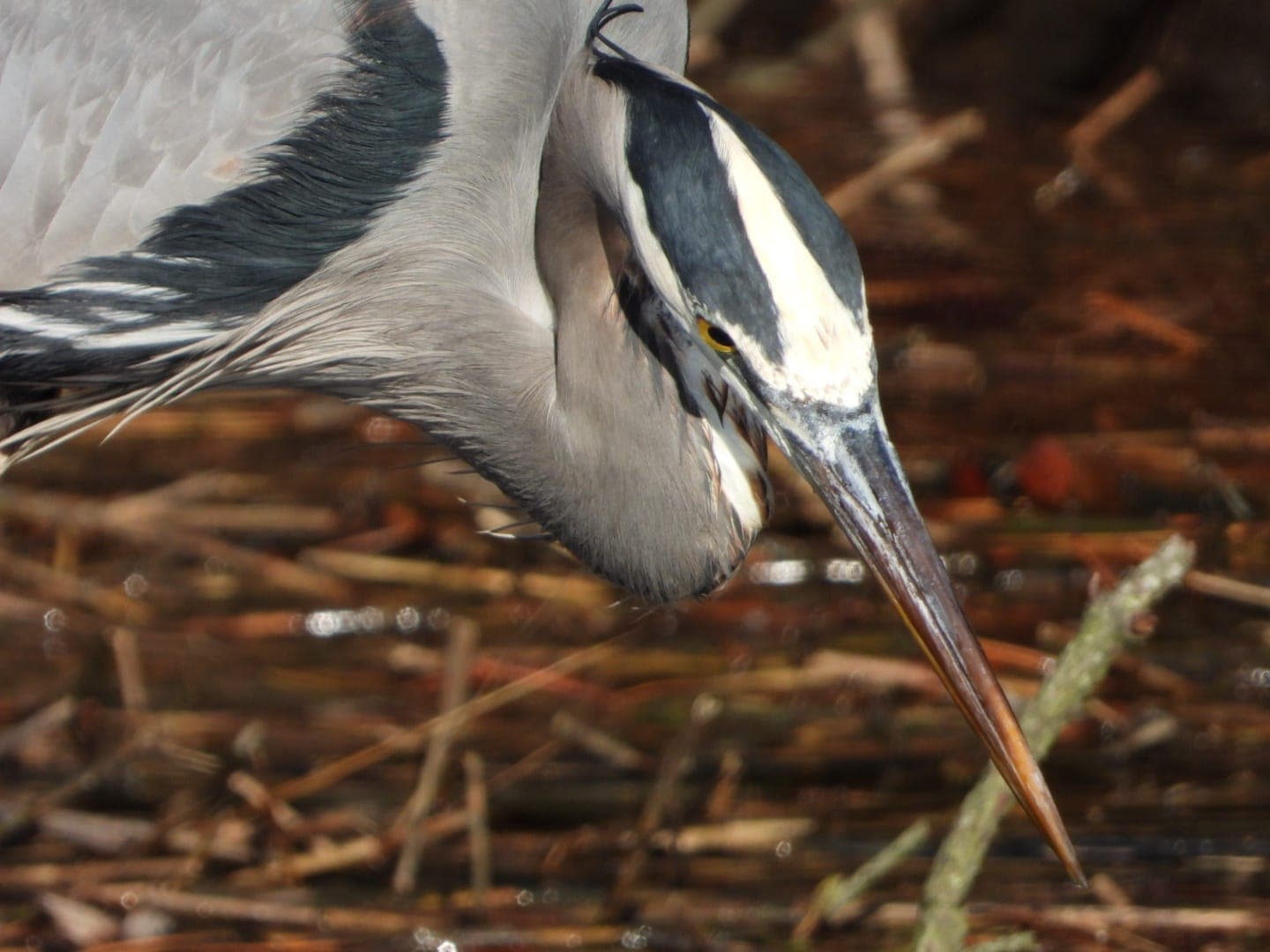 Close-up of a heron's head with sharp beak in focus against a blurred natural background.