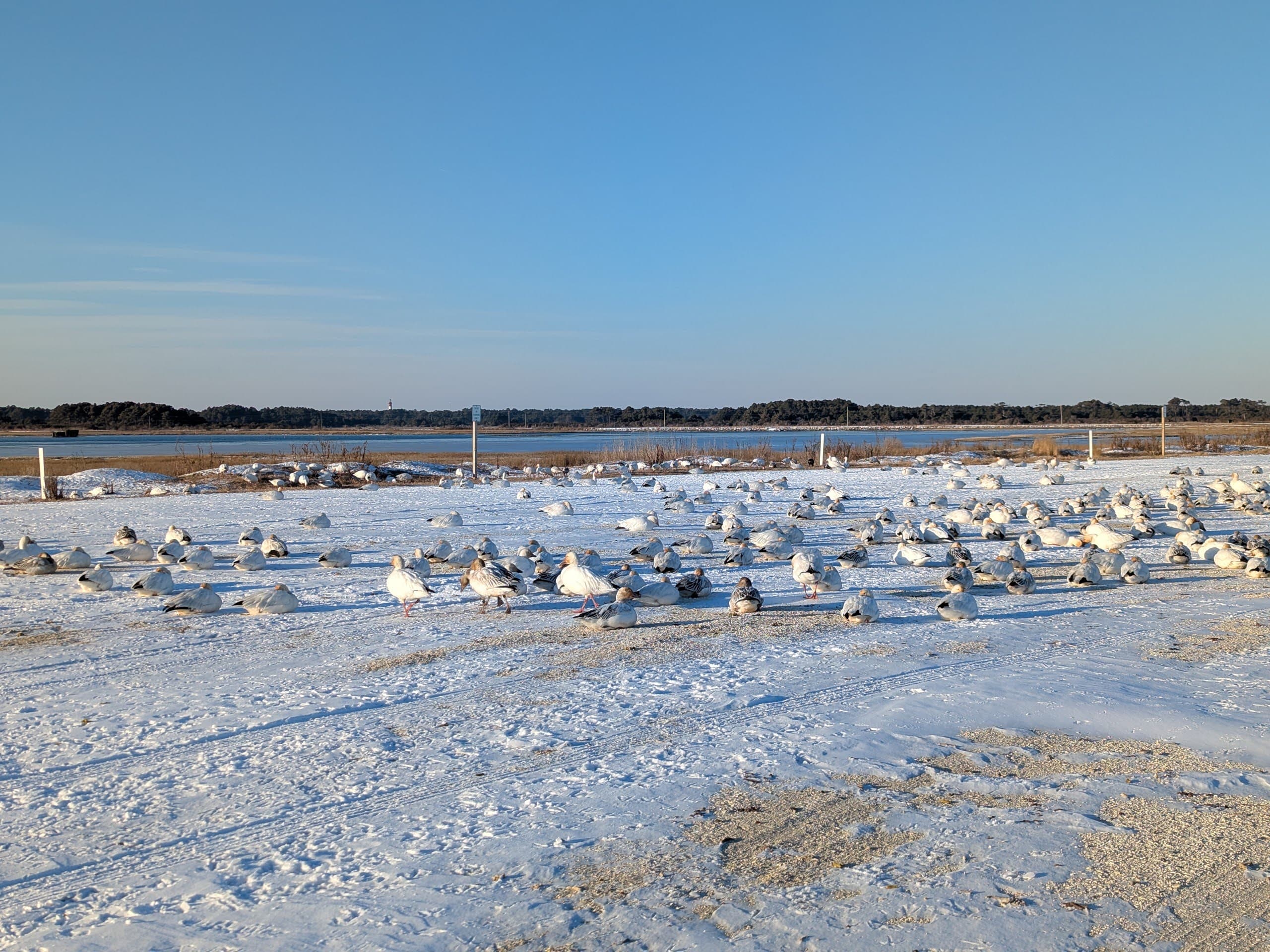 A flock of birds rests on a snow-covered landscape beside a body of water under a clear blue sky.
