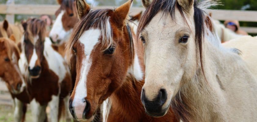 A group of horses, featuring a brown and a white one in the foreground.