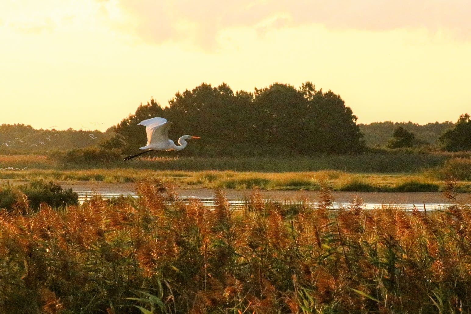 A great egret flies over a grassy marsh at sunset. A great egret flies over a grassy marsh at sunset.