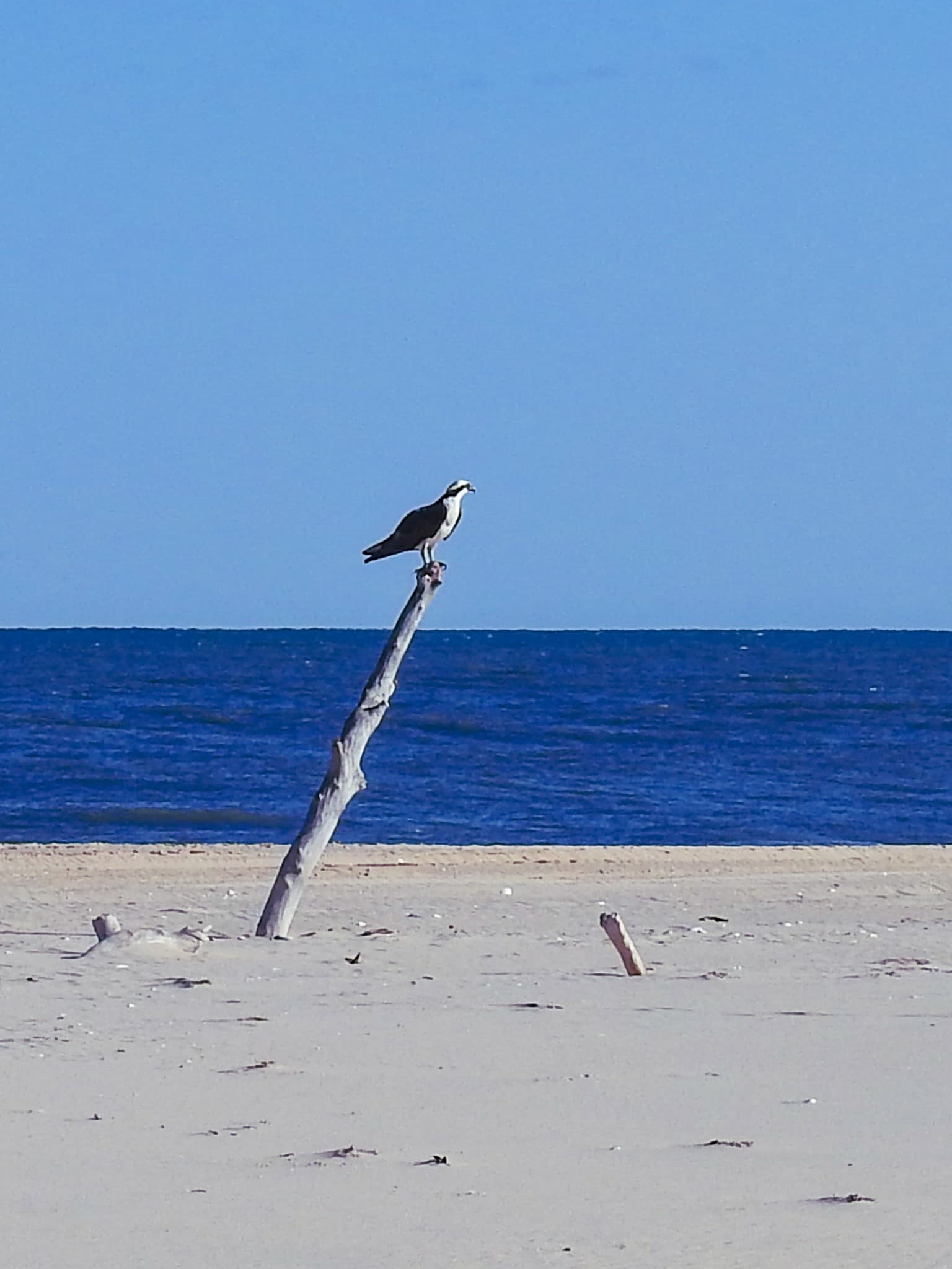 An osprey perches on a dead tree trunk by the beach, overlooking the sea. An osprey perches on a dead tree trunk by the beach, overlooking the sea.