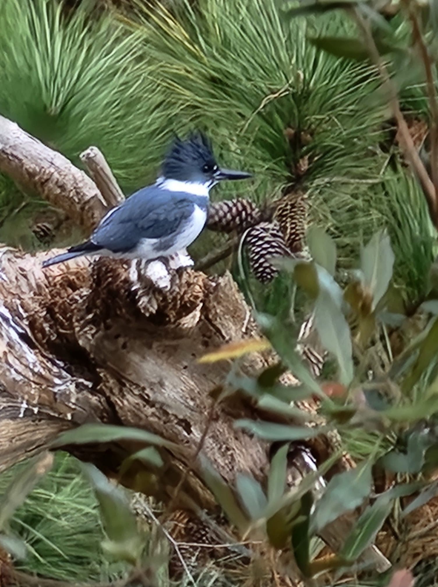 A kingfisher perches on a wooden branch surrounded by greenery and pine cones.