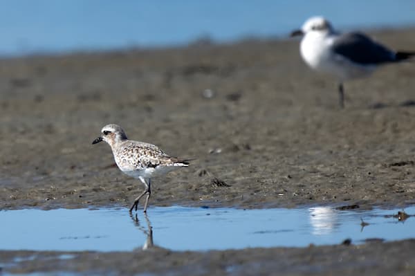 A small shorebird walks along a wet, sandy beach with a blurred gull in the background.