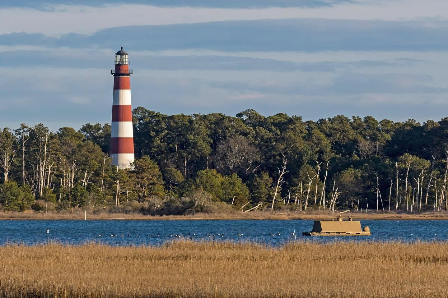 Two hunters in a floating blind on the channel off Chincoteague, with a spread of brant decoys around them and the Assateague Lighthouse above the pines behind.