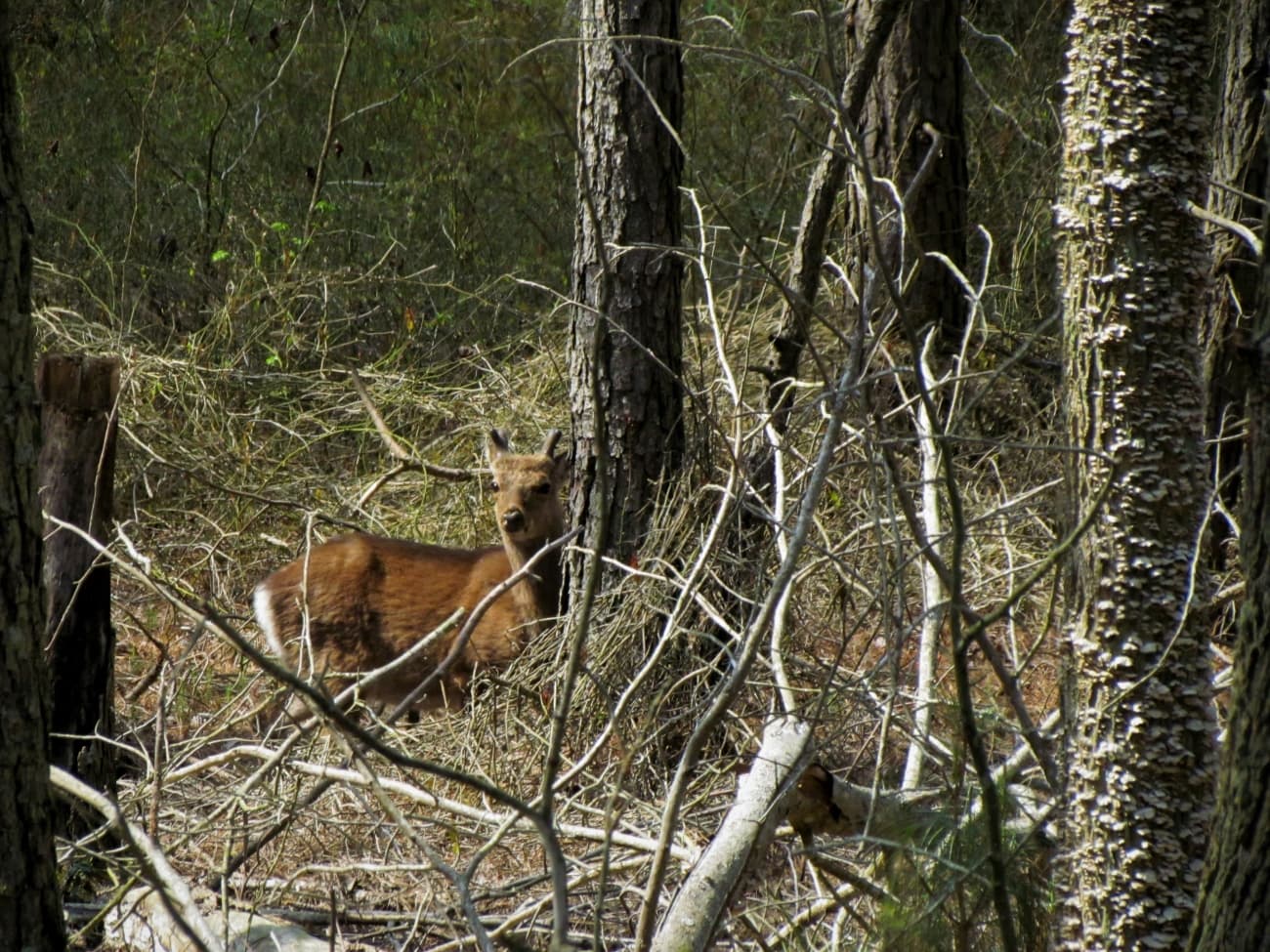 A sika deer standing among the pines along the service road at Chincoteague National Wildlife Refuge. Sika are a small Asian elk, and most of the deer taken on the island are sika.