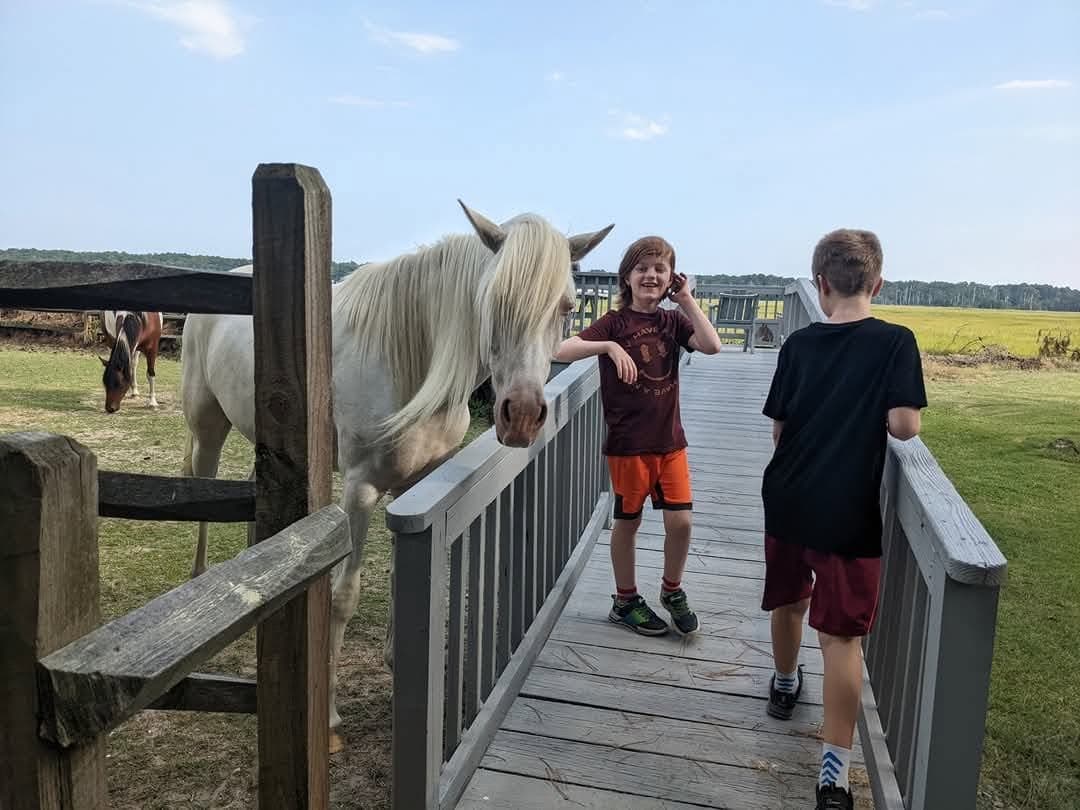 Guests reaching over the fence to pet a Chincoteague pony at the Refuge Inn.