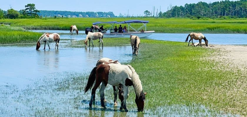 Wild horses grazing in a marsh with a boat in the background.