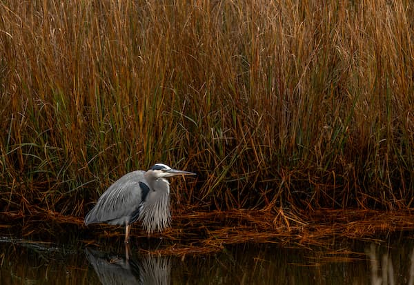 A heron stands in shallow water near tall golden grasses.