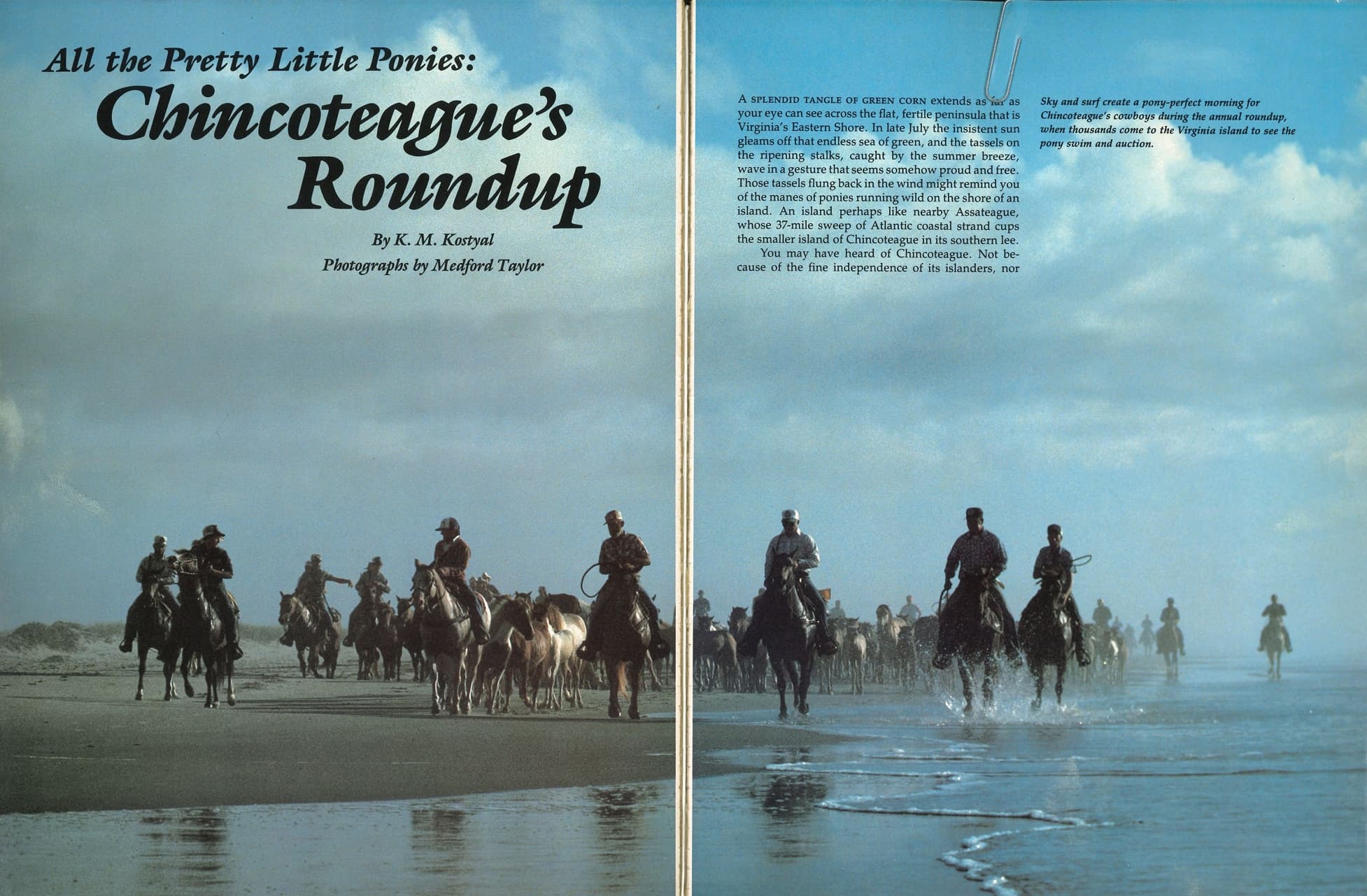 A six-page spread in National Geographic in 1985 featured the Chincoteague Pony Roundup. This image opens the spread: Cowboys on horseback corral a herd of wild ponies up the shoreline. The Atlantic Ocean is visible on the right, the dunes on the left, and a blue sky with white puffy clouds serves as the background to the text "All the Pretty Little Ponies: Chincoteague's Roundup"