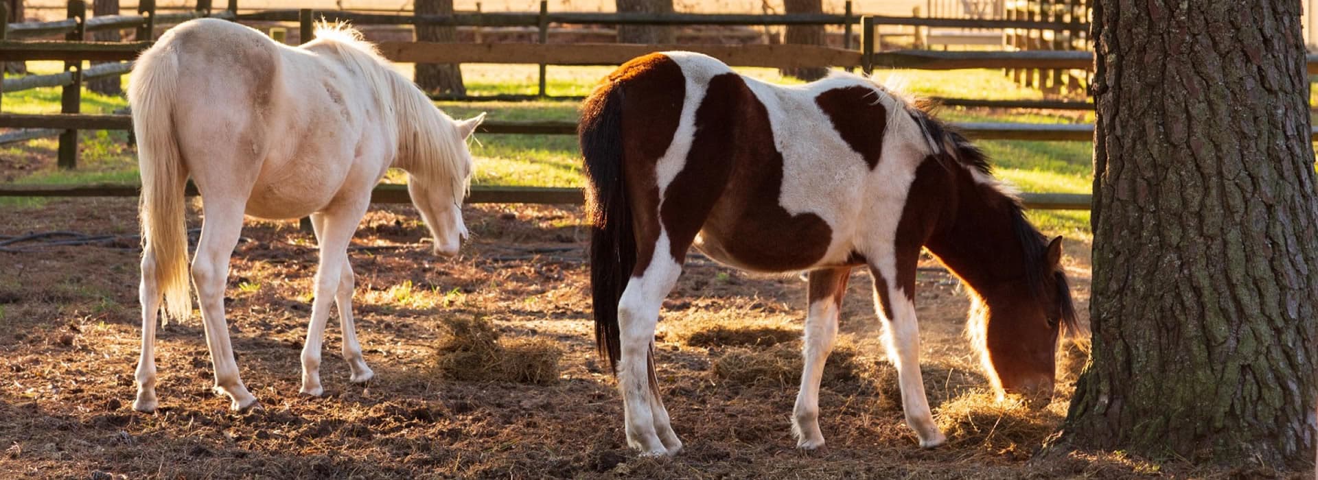 Two horses grazing in a sunlit pasture near a tree.