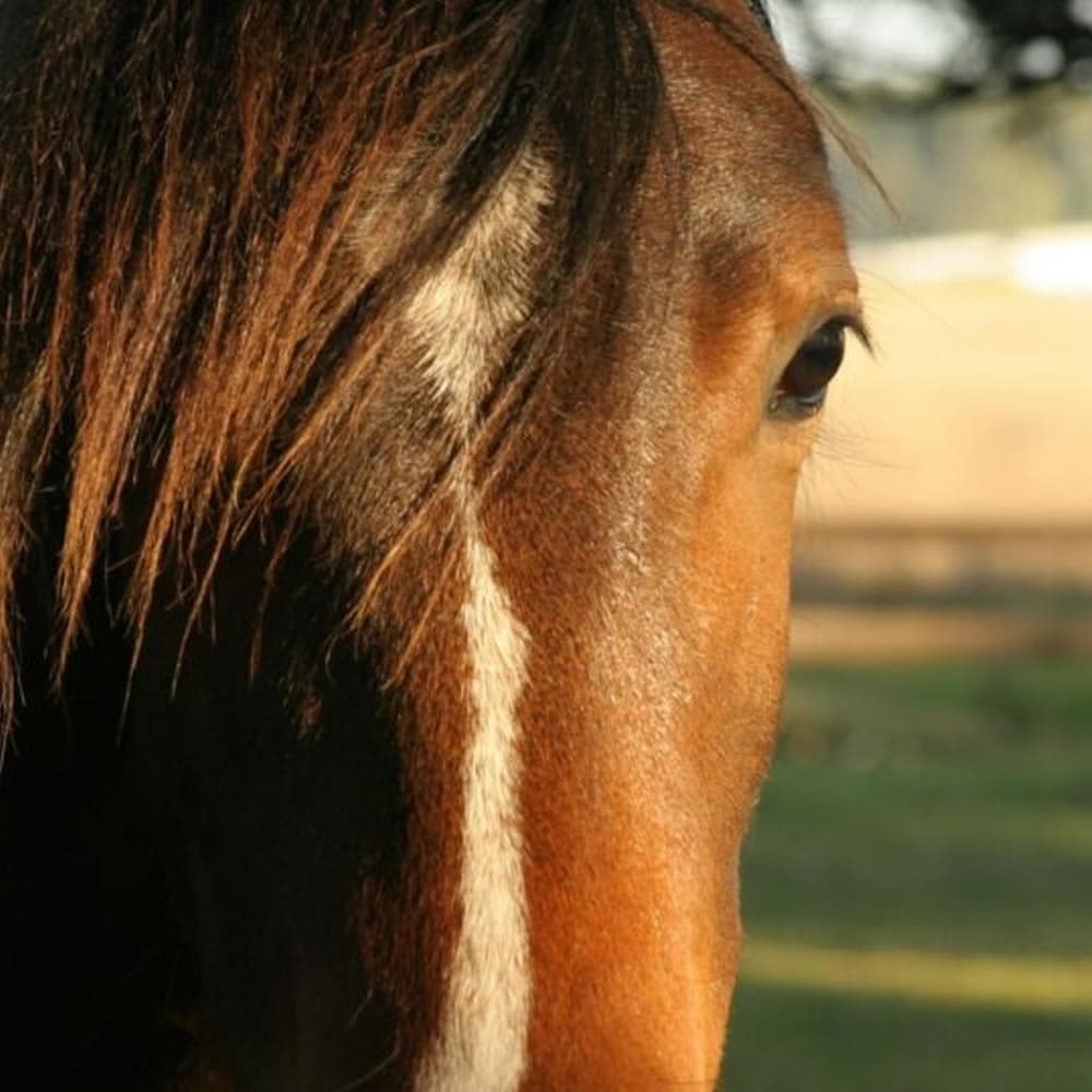 Close-up of a horse's head, showcasing its eye and mane.