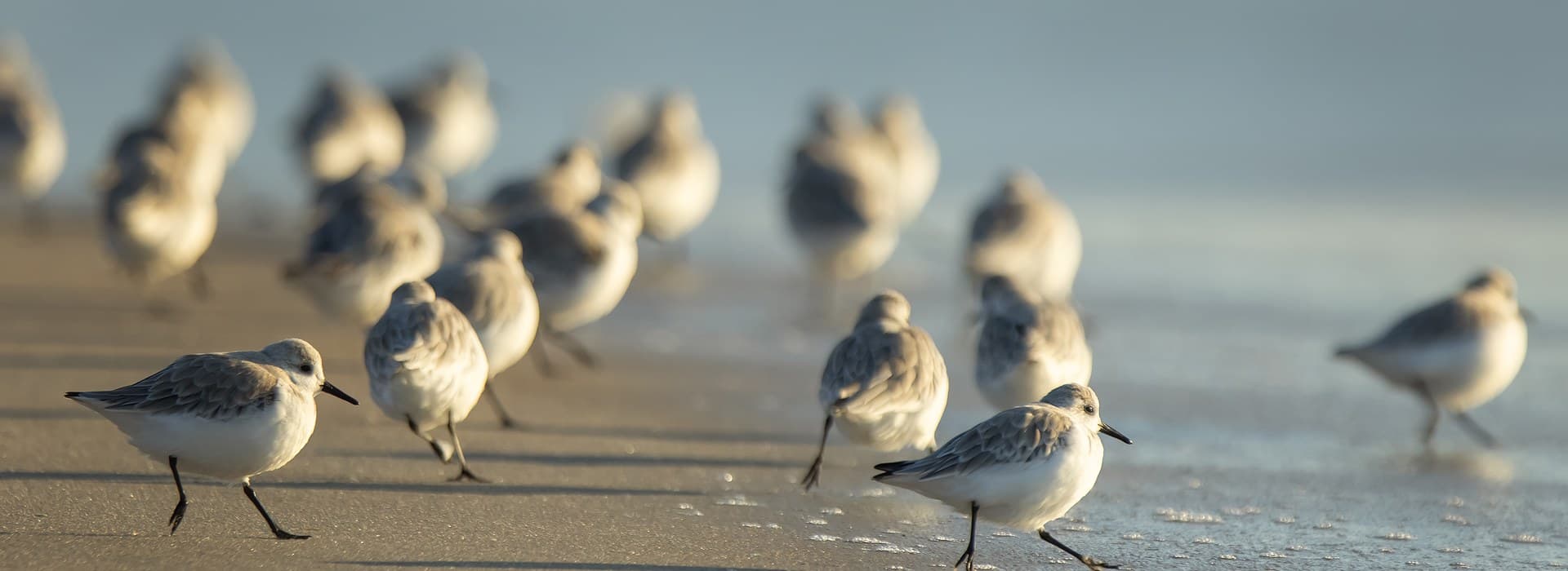 A group of small shorebirds walks along the wet sand at the beach.