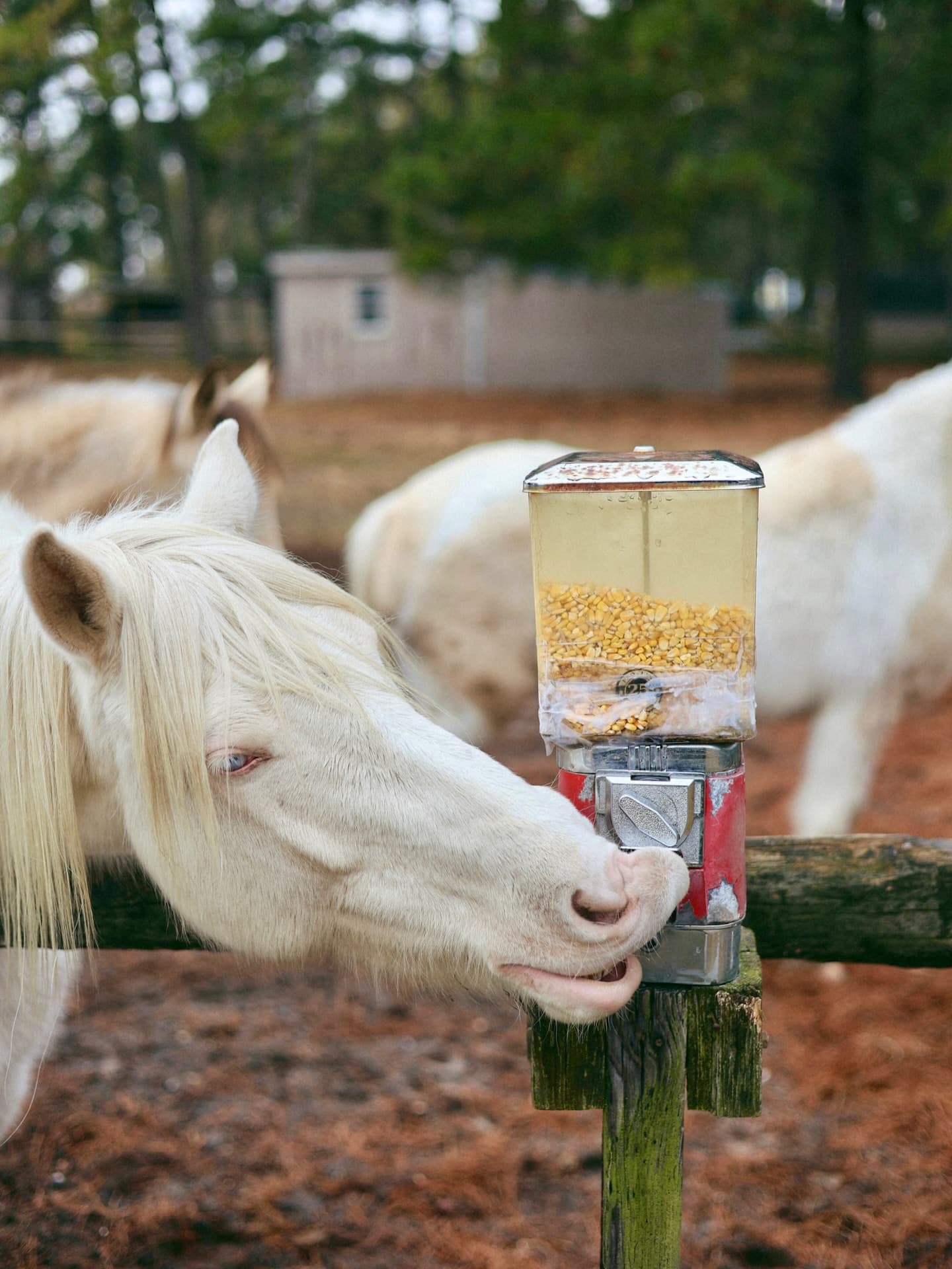A white horse is eating from a grain vending machine at a farm.