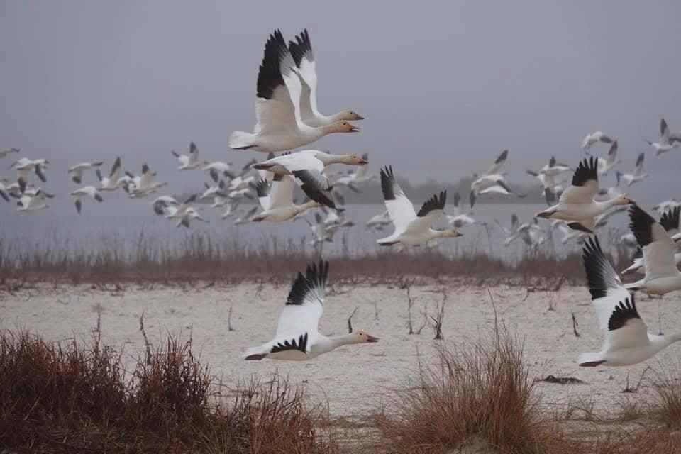 A flock of snow geese flying over a foggy landscape.
