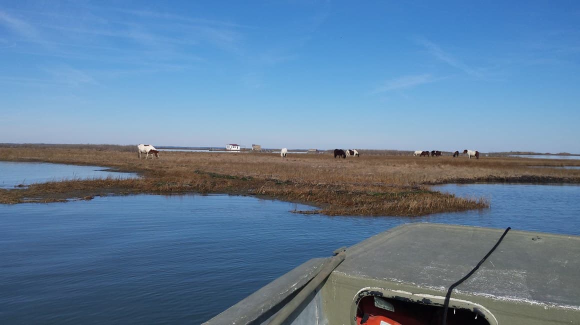 Chincoteague ponies grazing on the salt marsh, seen from a boat in the channel.