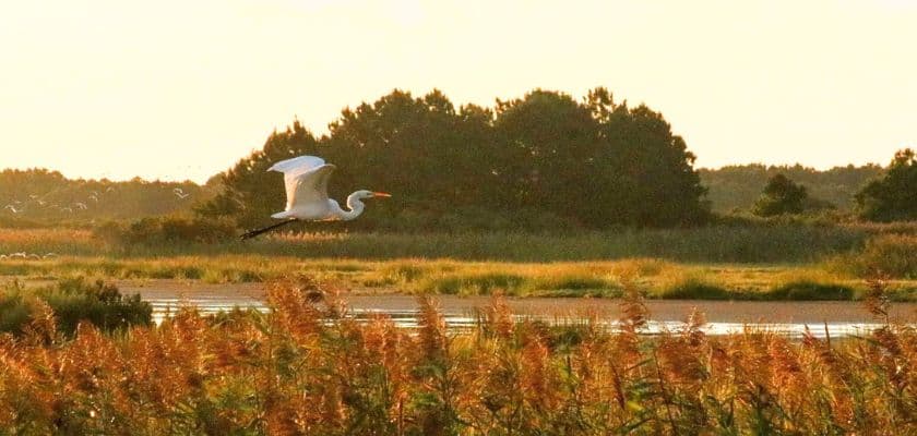 A white heron flies gracefully over a tranquil wetland during sunset.