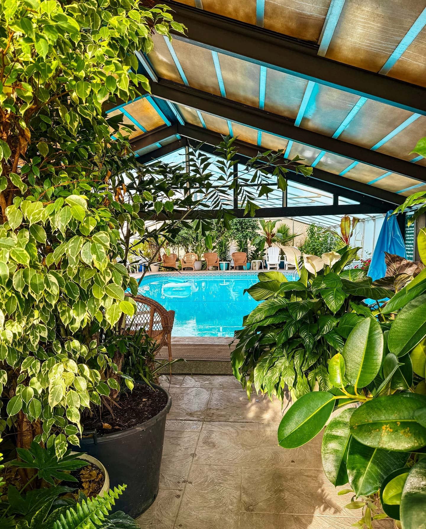 A lush indoor space framed by plants, leading to a swimming pool under a skylight.