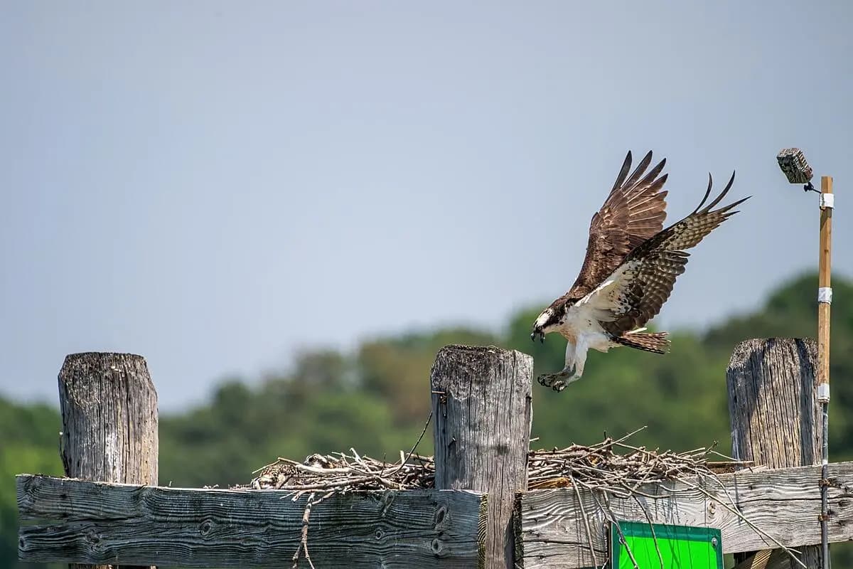 An osprey takes off from a wooden platform near its nest.