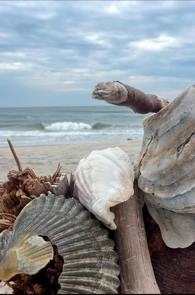 A close-up of various seashells and driftwood with a beach and ocean in the background.
