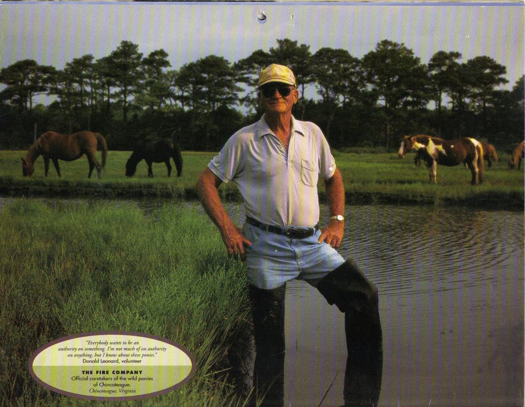 Don Leonard in hip boots in the Chincoteague marshes in front of his own herd of Chincoteague Ponies.
