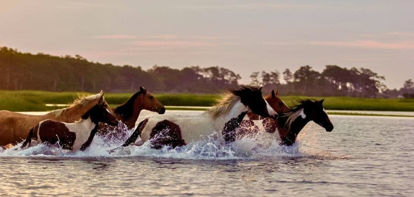 A group of horses splashes through water during sunset.