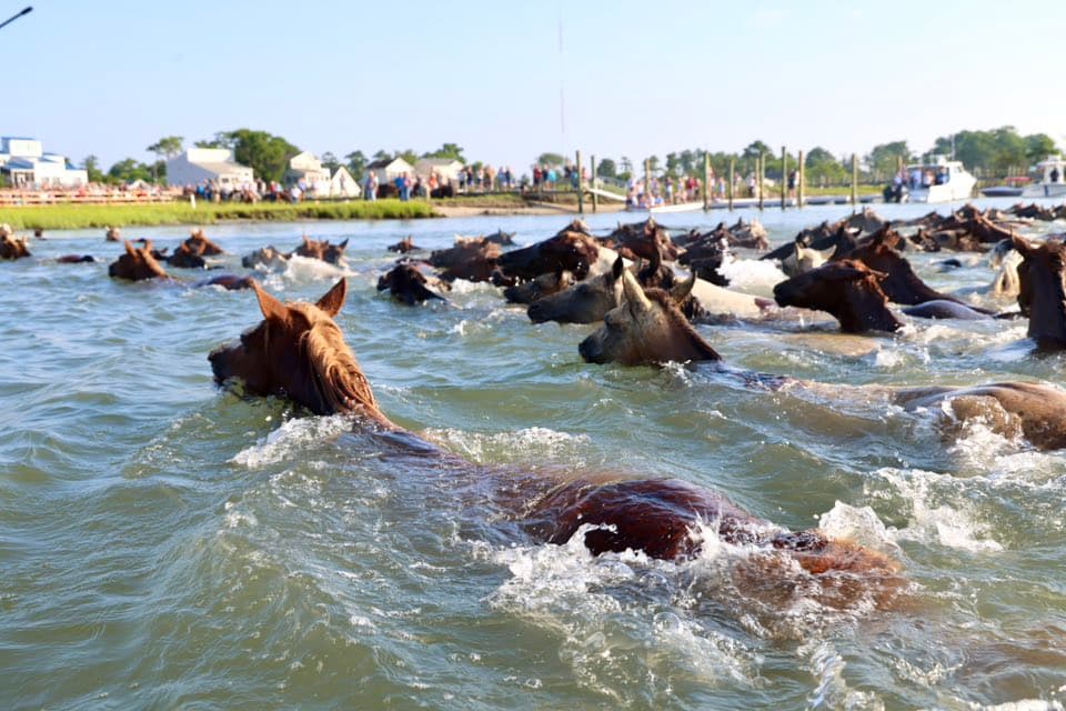 A herd of horses swims through a shallow waterway with spectators in the background.